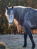 Backlit Horse_10810